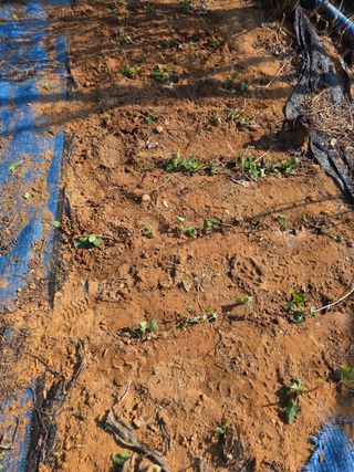 김영옥님의 두릅 · 영농일지 작성글 사진