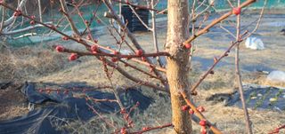 박상중님의 기타작물 · 영농일지 작성글 사진