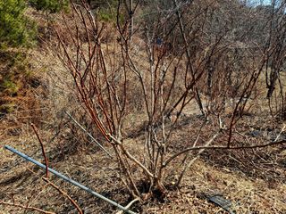 황인근님의 블루베리 · 영농일지 작성글 사진