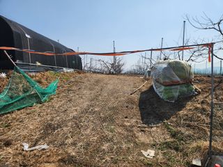 꿀복이농장님의 복숭아 · 영농일지 작성글 사진