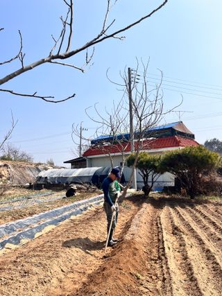 솔안농부님의 감자 · 영농일지 작성글 사진