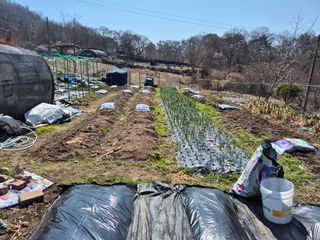 이준영님의 참깨 · 영농일지 작성글 사진