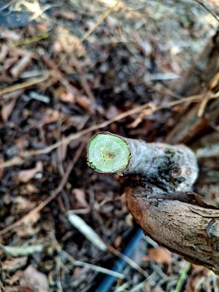 황인근님의 블루베리 · 영농일지 작성글 사진