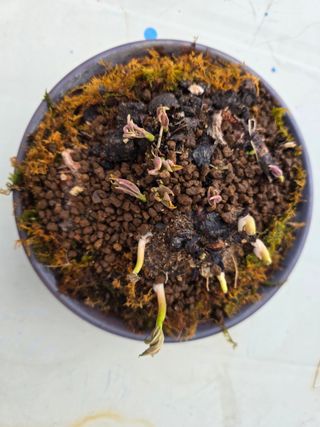 김영순님의 기타작물 · 영농일지 작성글 사진