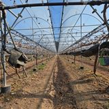 팜모닝 포도·영농일지 게시글 이미지