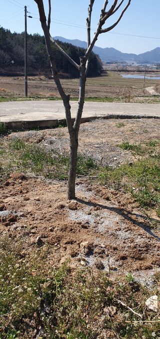 김영진님의 감 · 영농일지 작성글 사진