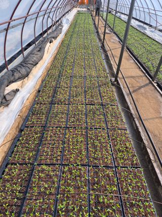 조성민님의 고추 · 영농일지 작성글 사진