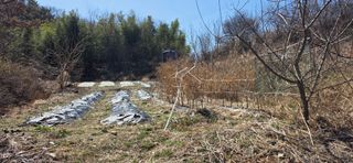 경주농장님의 기타작물 · 영농일지 작성글 사진