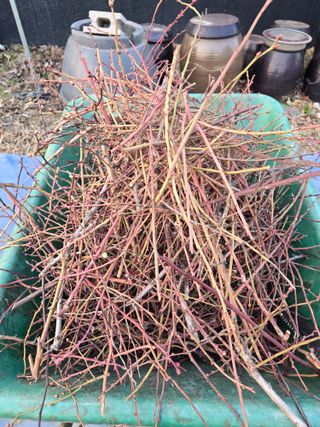 비타민님의 블루베리 · 영농일지 작성글 사진