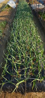 팜모닝 마늘·영농일지 게시글 이미지