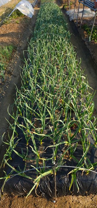 부천역곡 정병호님의 마늘 · 영농일지 작성글 사진