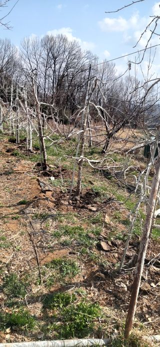 정진근 님의 사과 · 영농일지 작성글 사진