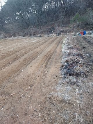 18562최장영님의 고구마 · 영농일지 작성글 사진