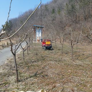 가로수님의 매실 · 영농일지 작성글 사진