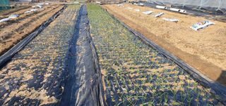 박상중님의 기타작물 · 영농일지 작성글 사진