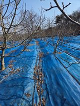 김영옥님의 작성글 사진