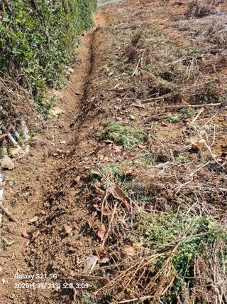 조애순님의 고구마 · 영농일지 작성글 사진