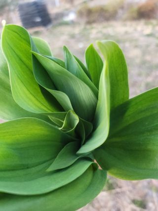 도깨비윤샘 님의 기타작물 · 영농일지 작성글 사진