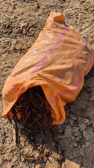 자귀향님의 기타작물 · 영농일지 작성글 사진