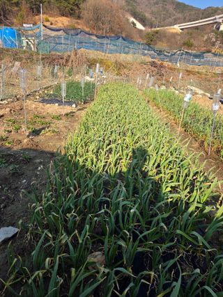 무형교회목사 안영진님의 기타작물 · 영농일지 작성글 사진