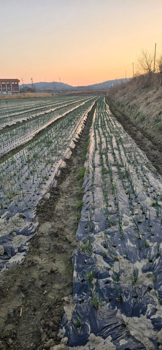 강영애님의 양파 · 영농일지 작성글 사진