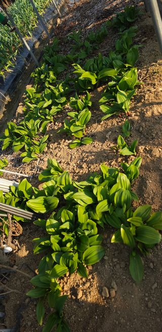 부천역곡 정병호님의 마늘 · 영농일지 작성글 사진