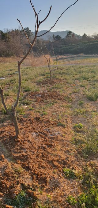 김영진님의 감 · 영농일지 작성글 사진