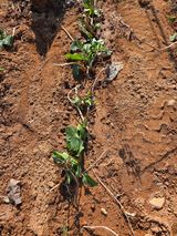 김영옥님의 작성글 사진