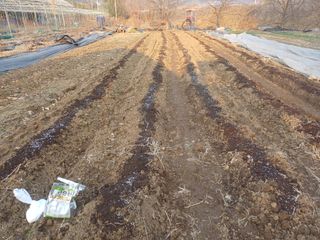 최동식님의 블루베리 · 영농일지 작성글 사진