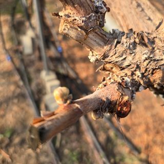 감자20221님의 포도 · 영농일지 작성글 사진