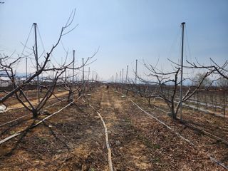 꿀복이농장님의 복숭아 · 영농일지 작성글 사진