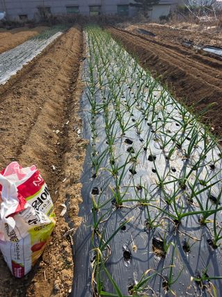 이진기님의 기타작물 · 영농일지 작성글 사진