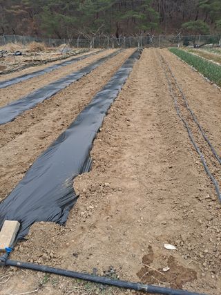 이한재님의 고추 · 영농일지 작성글 사진