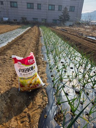 이진기님의 기타작물 · 영농일지 작성글 사진