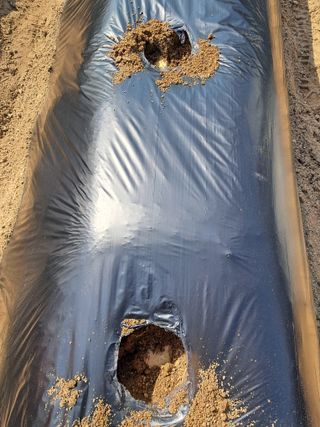 구강회님의 감자 · 영농일지 작성글 사진