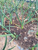 팜모닝 마늘·영농일지 게시글 이미지