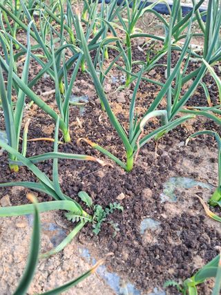 이한재님의 마늘 · 영농일지 작성글 사진