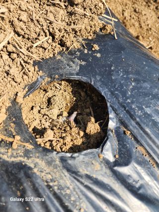 권지연.옥천.님의 감자 · 영농일지 작성글 사진