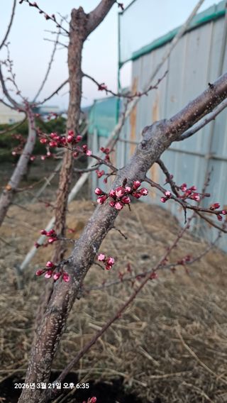 장정규님의 복숭아 · 영농일지 작성글 사진