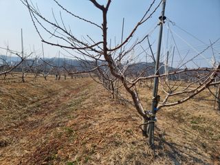 해찬들농원님의 복숭아 · 영농일지 작성글 사진