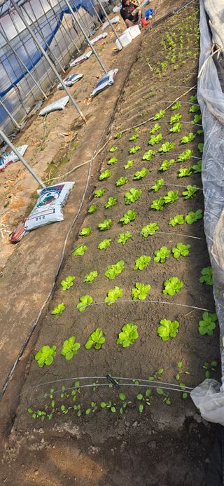 강연수님의 벼 · 영농일지 작성글 사진