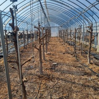 오학봉(멀티팜)님의 기타작물 · 영농일지 작성글 사진