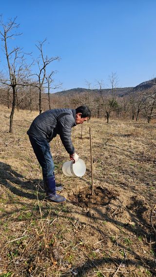 정규환님의 감 · 영농일지 작성글 사진