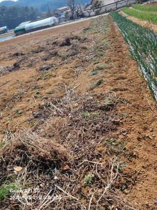 조애순님의 고구마 · 영농일지 작성글 사진