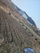 팜모닝 옥수수·영농일지 게시글 이미지