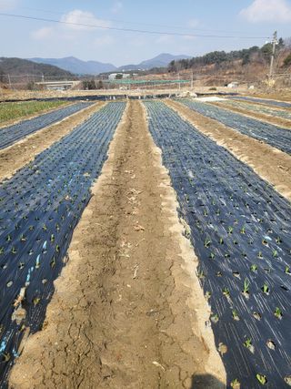 전선경님의 마늘 · 영농일지 작성글 사진