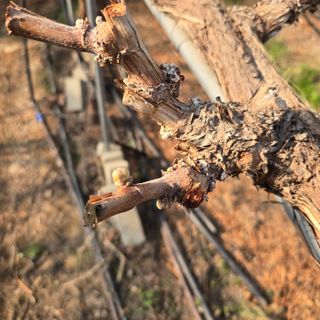 감자20221님의 포도 · 영농일지 작성글 사진