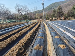 이경옥님의 기타작물 · 영농일지 작성글 사진