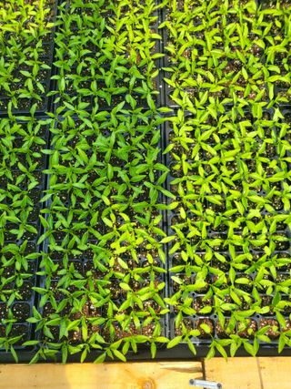 이상욱님의 고추 · 영농일지 작성글 사진