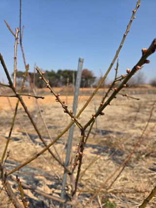 들깨19419님의 매실 · 영농일지 작성글 사진